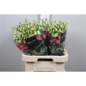 Eus G Alissa Rose Pink