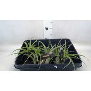 Tillandsia