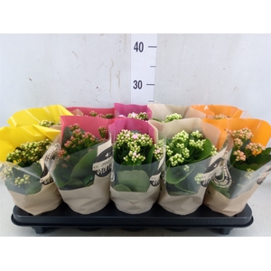Kalanchoe blos.   ..rosebud rs fl 5