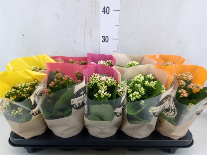 <h4>Kalanchoe blos.   ..rosebud rs fl 5</h4>