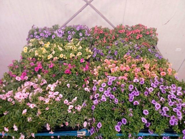 <h4>CALIB CARIL GEM</h4>