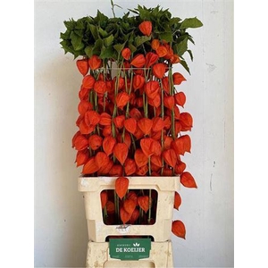 Physalis Lampion Tak