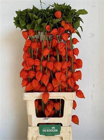 <h4>Physalis Lampion Tak 90cm</h4>