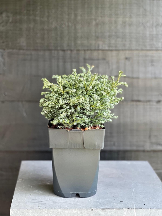 <h4>Chamaecyparis pisifera 'Boulevard' P17</h4>