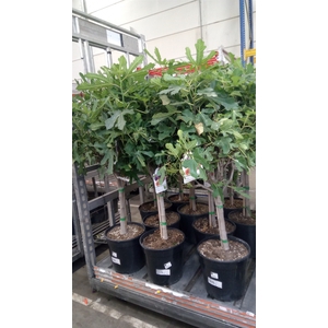 Ficus carica