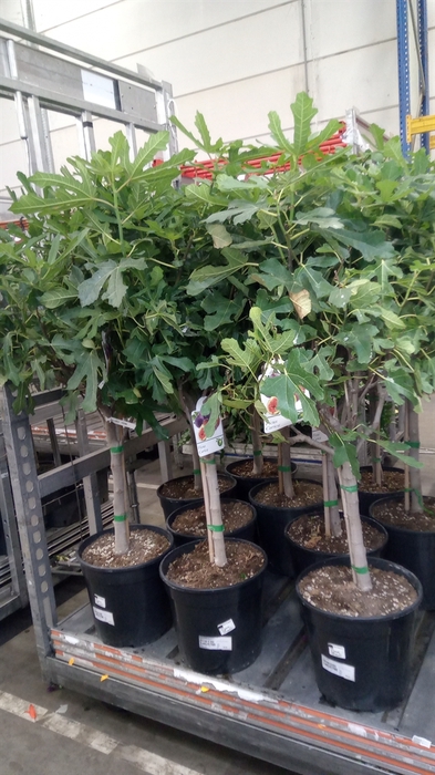 <h4>Ficus carica</h4>