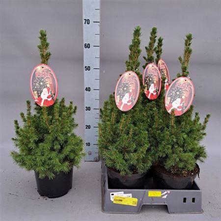 Picea Gl Conica