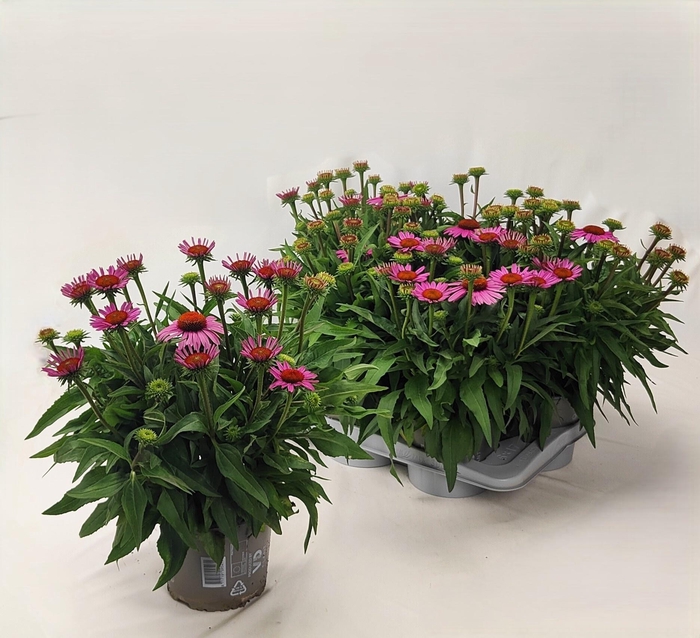 <h4>ECHINA SUNSEEK  PINK</h4>