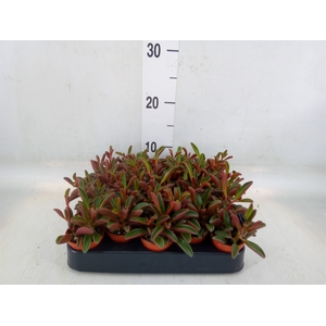 Peperomia graveolens