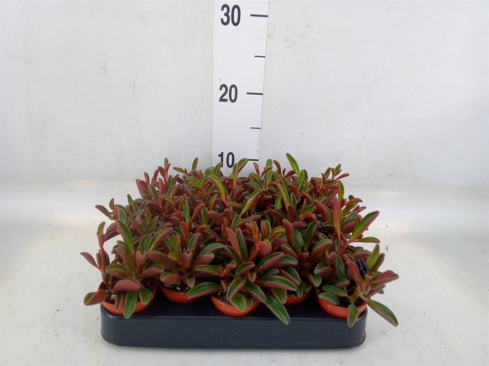 <h4>Peperomia graveolens</h4>