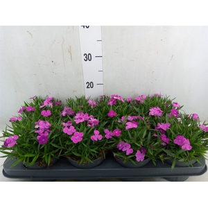 Dianthus  'Alexia'