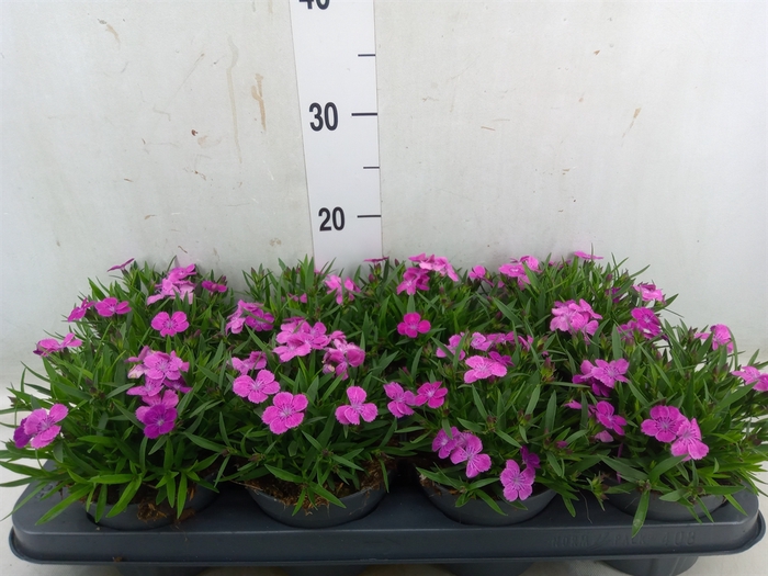 <h4>Dianthus  'Alexia'</h4>