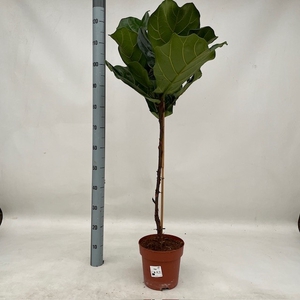 FICUS LYRATA