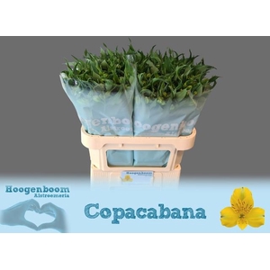 ALSTR COPACOBANA