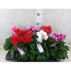 Cyclamen MD 'Macro'