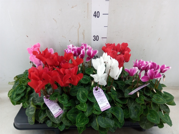 <h4>Cyclamen MD 'Macro'</h4>