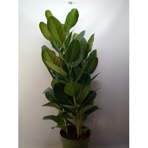 Ficus benghalensis 'Audrey'