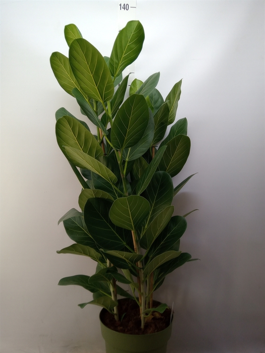 <h4>Ficus benghalensis 'Audrey'</h4>