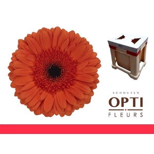 Gerbera Capella Water