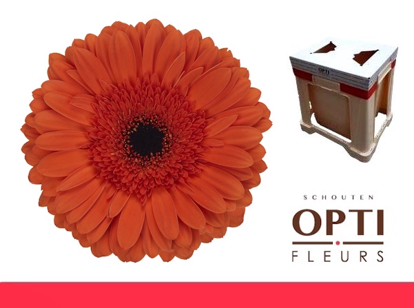 <h4>Gerbera Capella Water</h4>