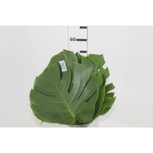 FOLHAGEM MONSTERA DELICIOSA 030 CM