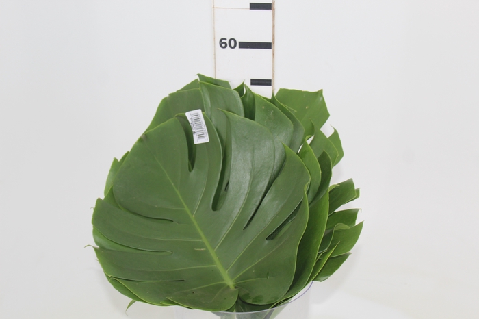 <h4>FOLHAGEM MONSTERA DELICIOSA 030 CM</h4>