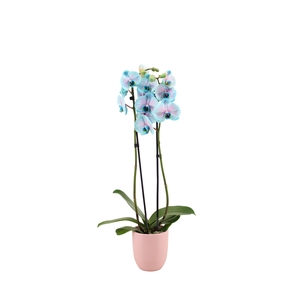 Hugo Silver Pink Phal I Am Bubblegum 2T14+