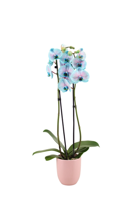<h4>Hugo Silver Pink Phal I Am Bubblegum 2T14+</h4>