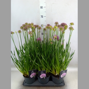 Allium  'Millenium'