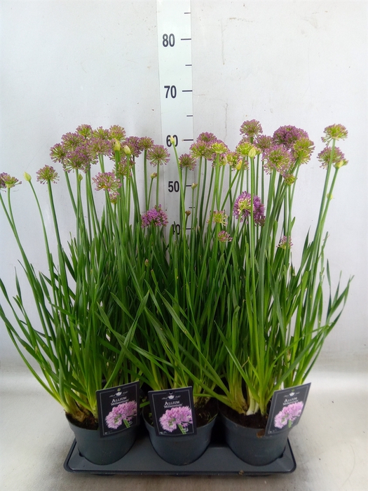 <h4>Allium  'Millenium'</h4>