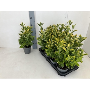 EUONYMUS JA AUREUS