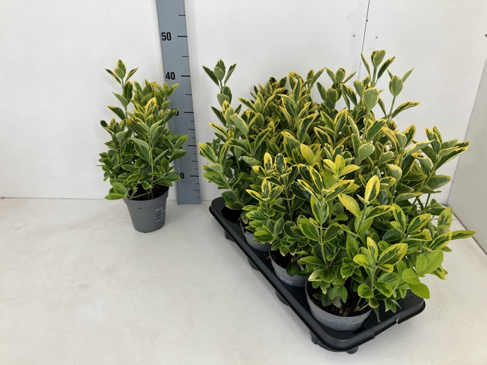 <h4>EUONYMUS JA AUREUS</h4>