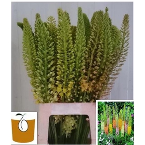 EREMURUS RUITER