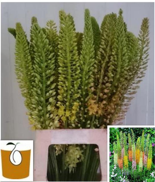 <h4>EREMURUS RUITER</h4>