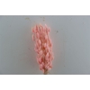 Dried Lagurus Bl Light Pink Bunch