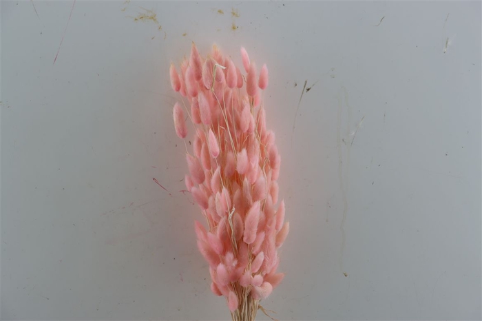 Dried Lagurus Bl Light Pink Bunch
