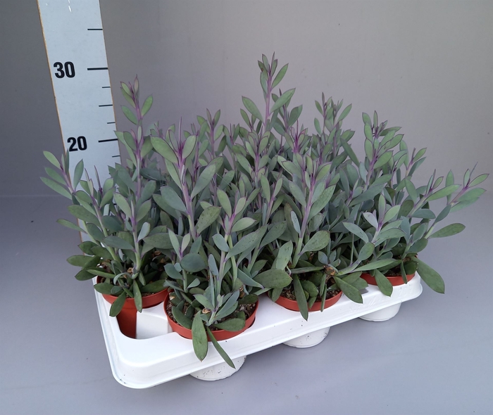 <h4>Senecio crassissimus</h4>