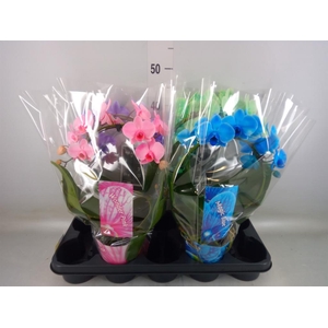 Phalaenopsis   ...