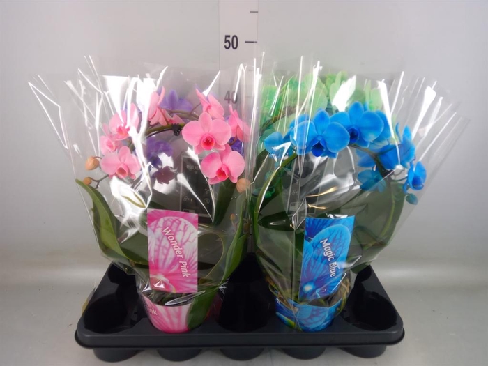 <h4>Phalaenopsis   ...</h4>