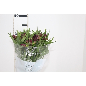 ALSTROEMERIA POMPEII 080 CM