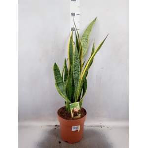 Sansevieria trifa. 'Laurentii'