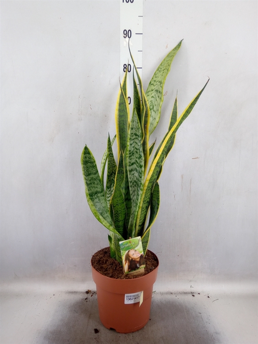 <h4>Sansevieria trifa. 'Laurentii'</h4>