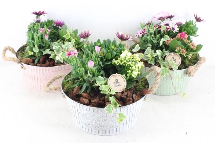 <h4>arr4 Outdoor PL - Zink ton vintage mix oor</h4>