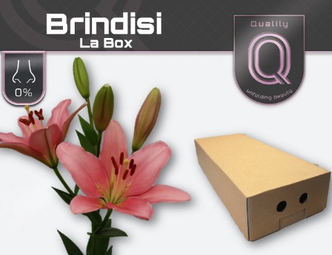 LI LA BRINDISI LA BOX 4+