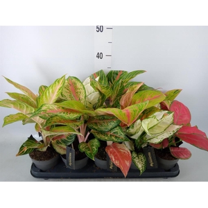 Aglaonema   ...