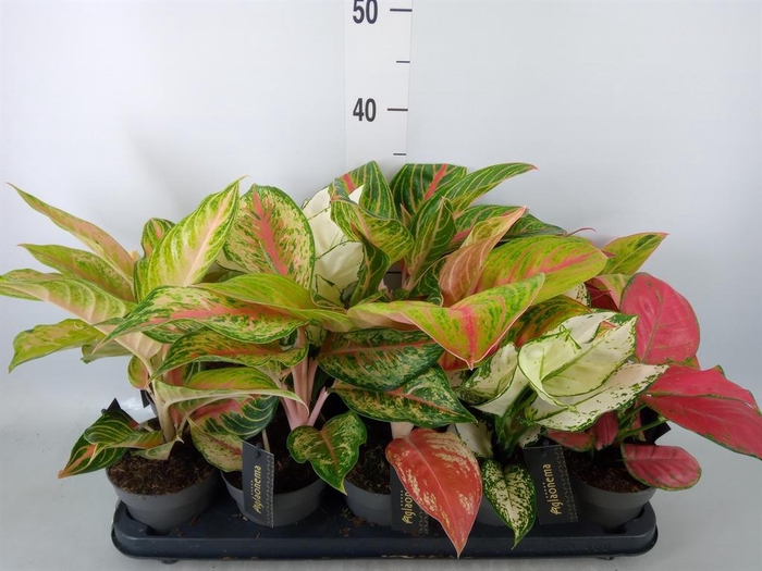 <h4>Aglaonema   ...</h4>