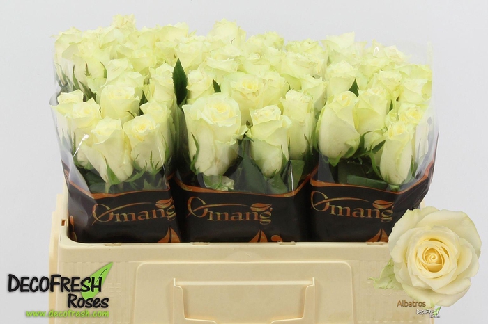 <h4>R GR  Albatros</h4>