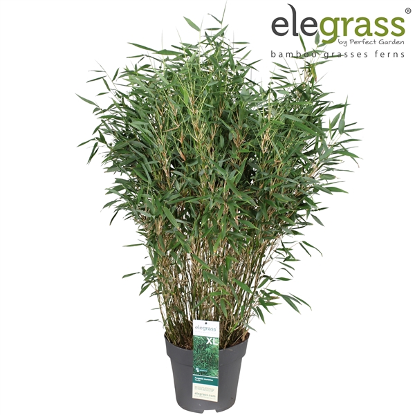 <h4>Fargesia murieliae 'Panda' P29</h4>
