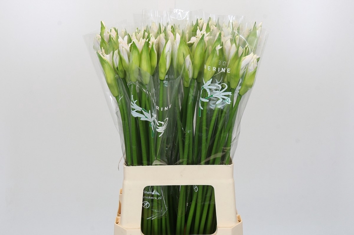 <h4>Nerine Biancaneve</h4>
