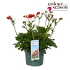Geum Macgeu001